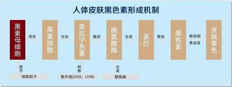 人体皮肤黑色素形成机制