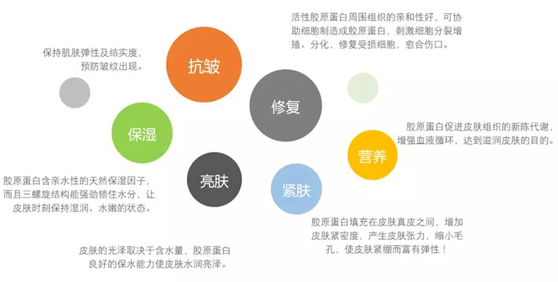 胶原蛋白在皮肤中的重要性
