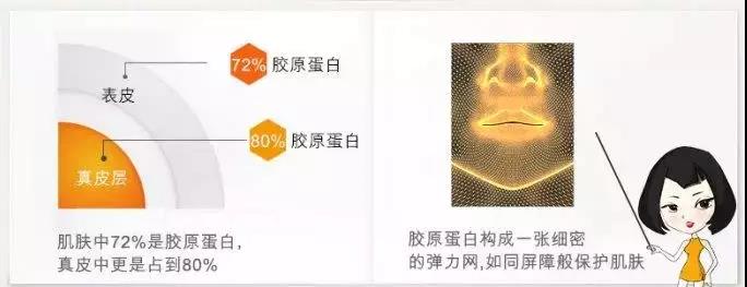 胶原蛋白作用