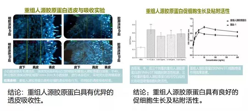 重组人源胶原蛋白的特性