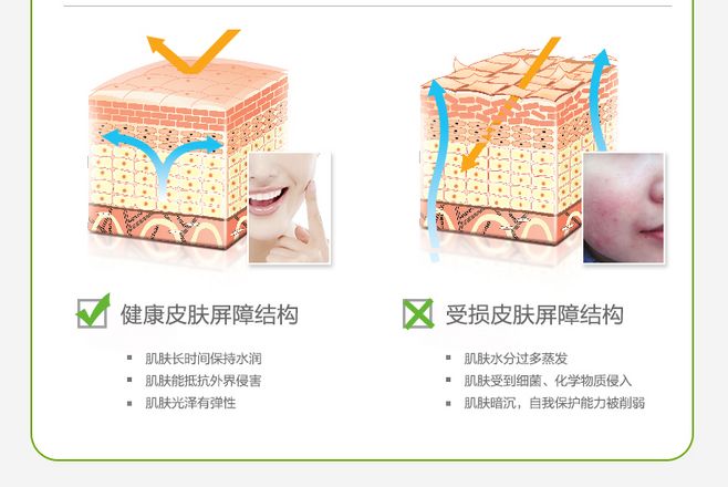 皮肤屏障结构